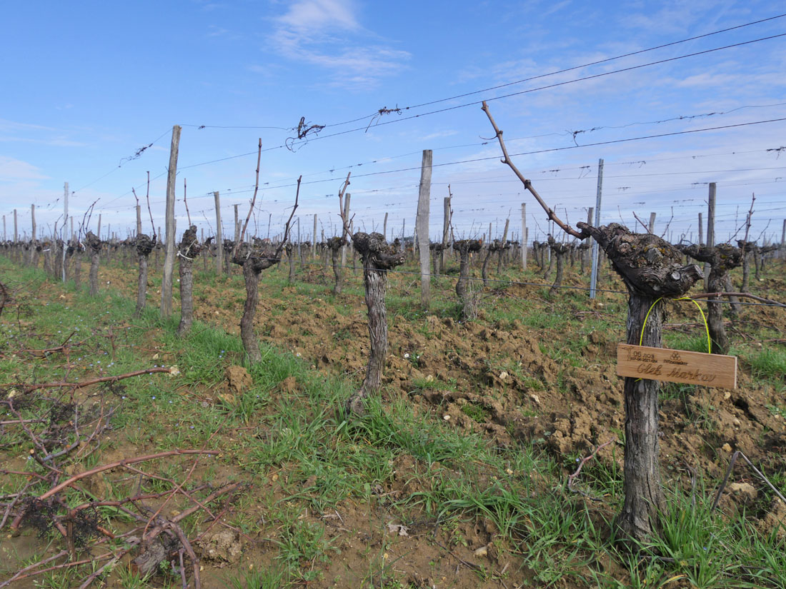 Виноградник на урожай